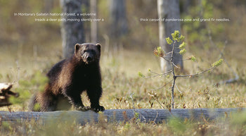 Living Wild - Classic Edition: Wolverines by The Creative Company Shop