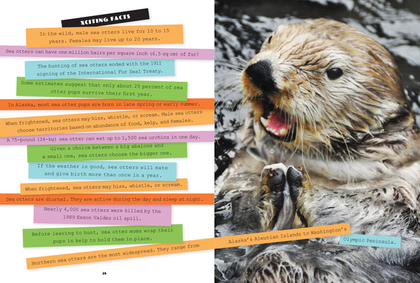 X-Books: Marine Mammals: Sea Otters by The Creative Company Shop