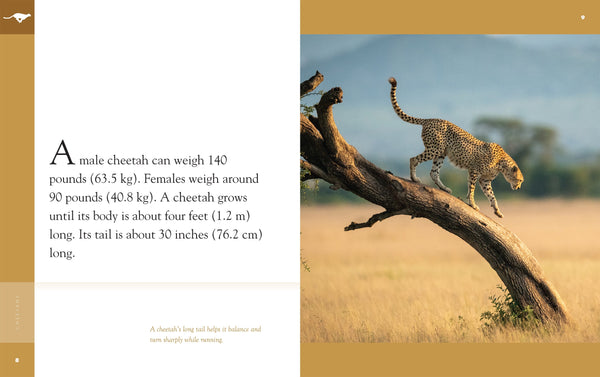 Amazing Animals (2022): Cheetahs by The Creative Company Shop