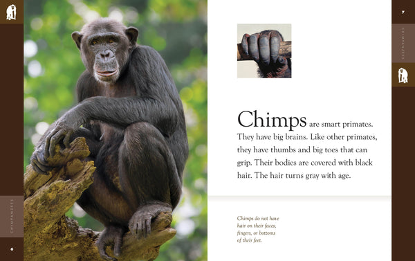 Amazing Animals (2022): Chimpanzees by The Creative Company Shop