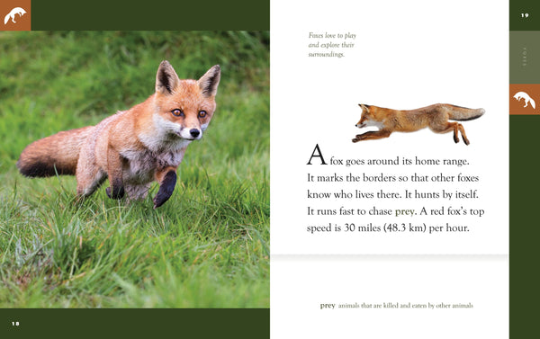 Amazing Animals (2022): Foxes by The Creative Company Shop