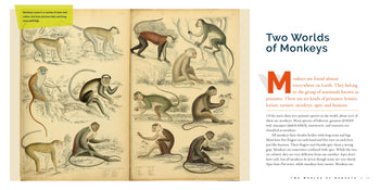 Living Wild (2024): Monkeys by The Creative Company Shop