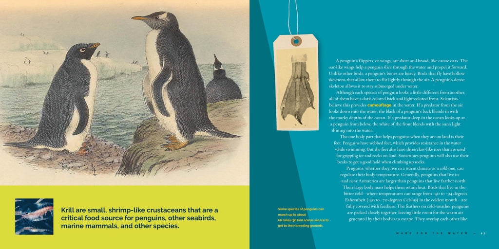 Living Wild (2024): Penguins by The Creative Company Shop