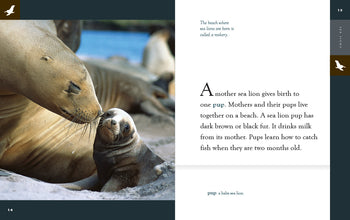 Amazing Animals (2022): Sea Lions by The Creative Company Shop