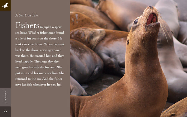 Amazing Animals (2022): Sea Lions by The Creative Company Shop