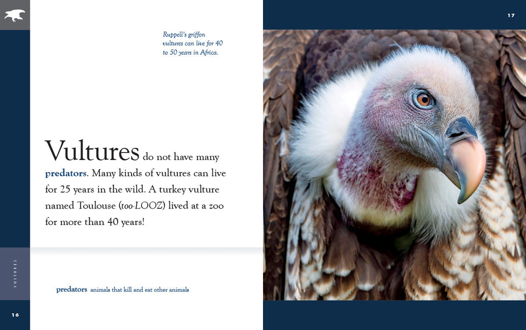 Amazing Animals (2022): Vultures by The Creative Company Shop