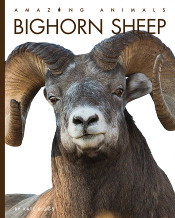 Amazing Animals (2022): Bighorn Sheep by The Creative Company Shop