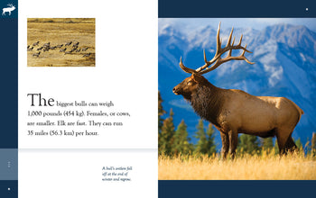 Amazing Animals (2022): Elk by The Creative Company Shop