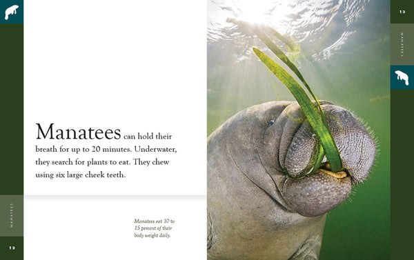 Amazing Animals (2022): Manatees by The Creative Company Shop