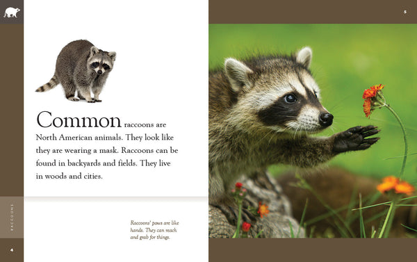 Amazing Animals (2022): Raccoons by The Creative Company Shop