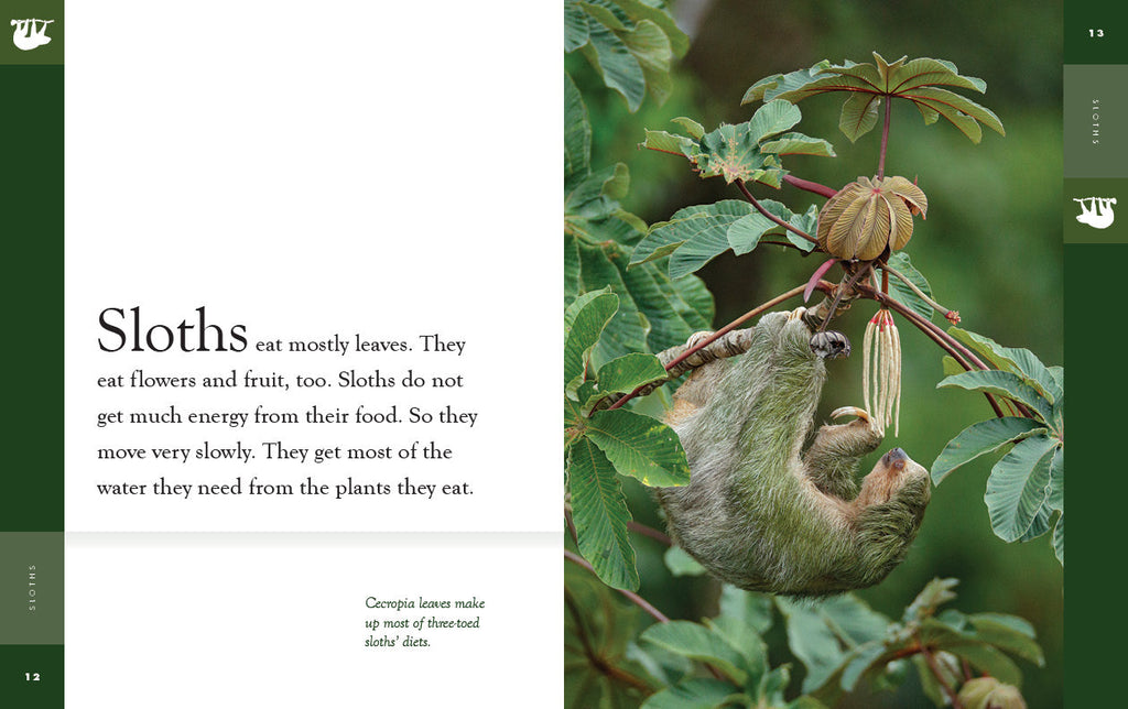 Amazing Animals (2022): Sloths by The Creative Company Shop