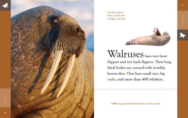 Amazing Animals (2022): Walruses by The Creative Company Shop