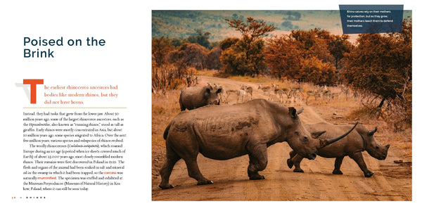 Living Wild (2024): Rhinoceroses by The Creative Company Shop