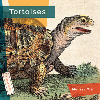 Living Wild (2024): Tortoises by The Creative Company Shop