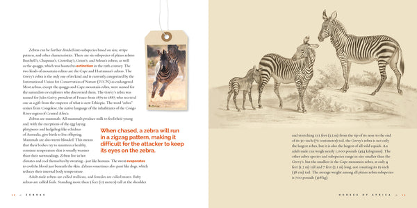 Living Wild (2024): Zebras by The Creative Company Shop