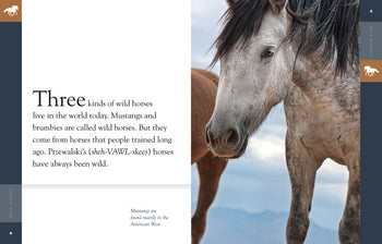 Amazing Animals (2014): Wild Horses by The Creative Company Shop