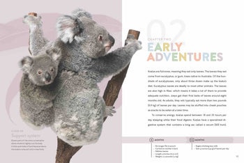 Spotlight on Nature: Koala by The Creative Company Shop