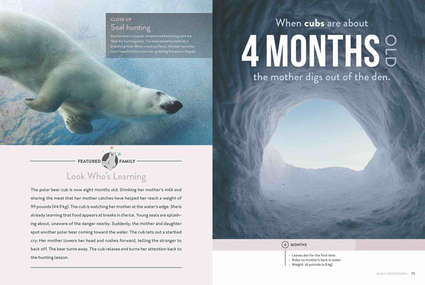 Spotlight on Nature: Polar Bear by The Creative Company Shop