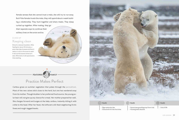 Spotlight on Nature: Polar Bear by The Creative Company Shop