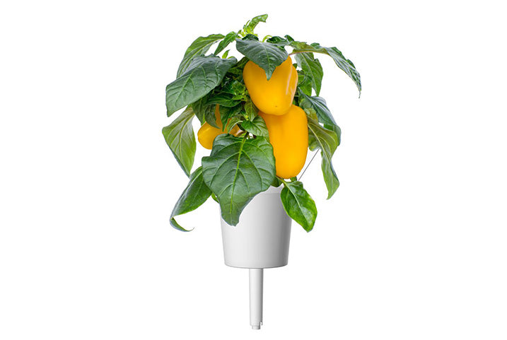 Click & Grow | Plant Pods by Trueform - Proud Libertarian - Trueform (Free Shipping over $35)